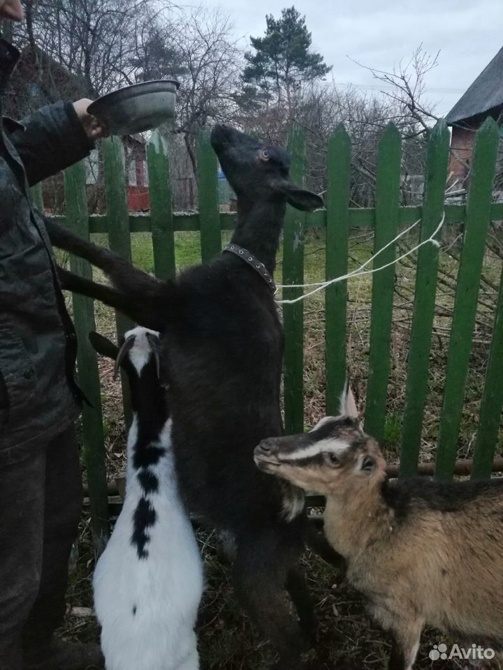 Чёрная коза от 5ти литровки купить на Зозу.ру - фотография № 1