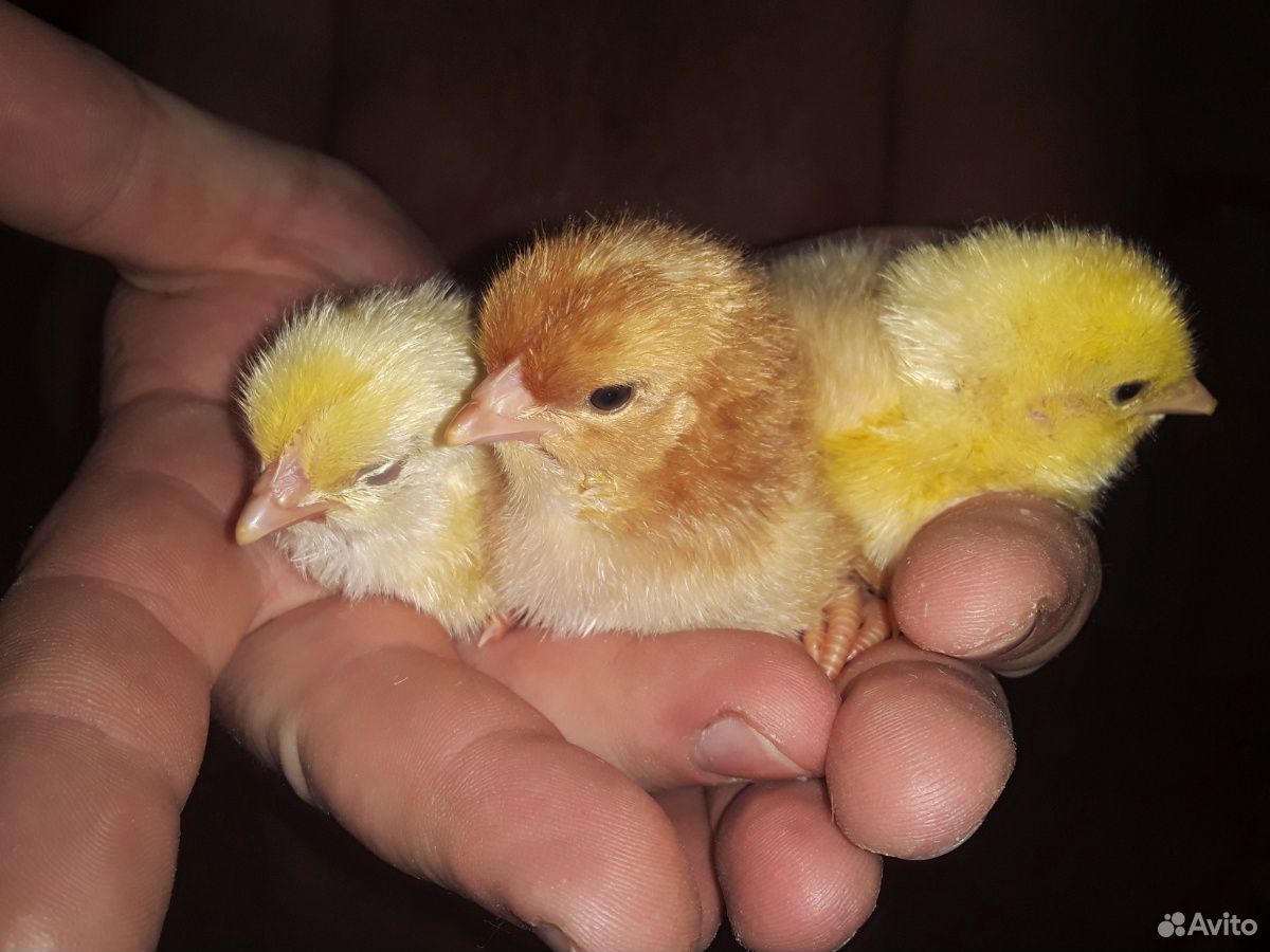 Цыплята породы радонит купить на Зозу.ру - фотография № 2