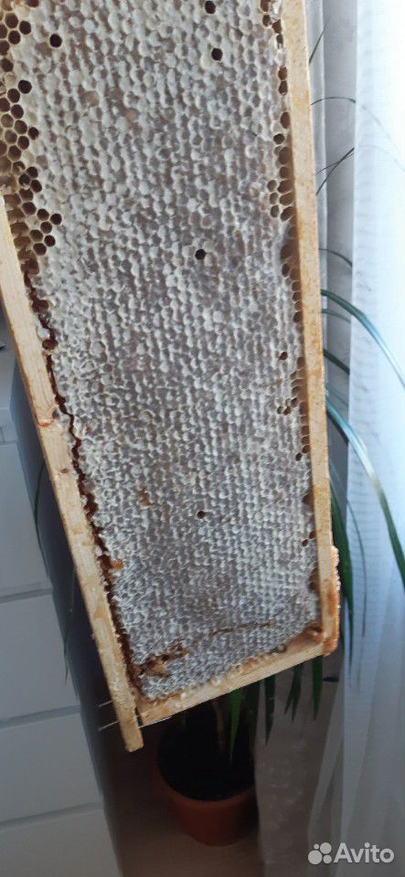 Алтайский мёд,соты купить на Зозу.ру - фотография № 2