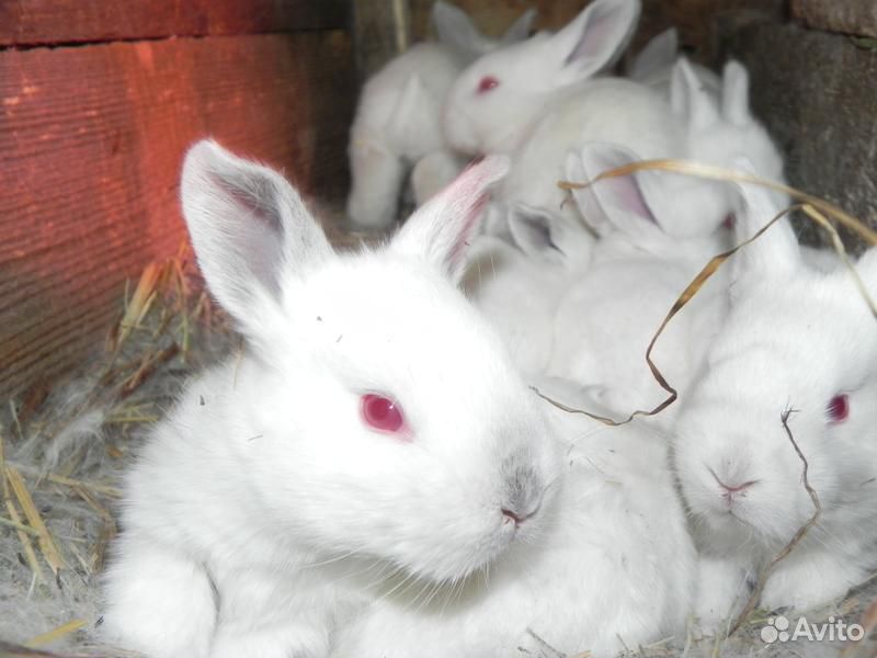 Продаются кролики купить на Зозу.ру - фотография № 10