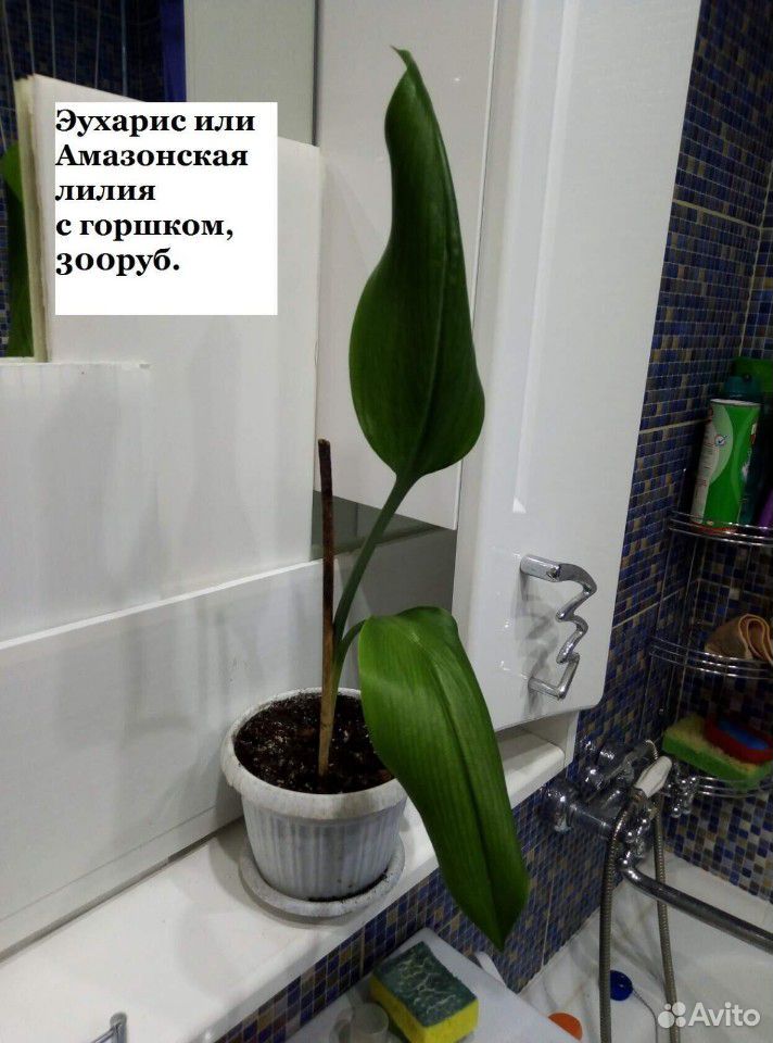 Амазонская лилия купить на Зозу.ру - фотография № 5