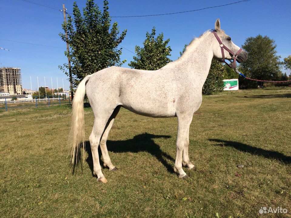 Продается чистопородная арабская лошадь и пони купить на Зозу.ру - фотография № 1