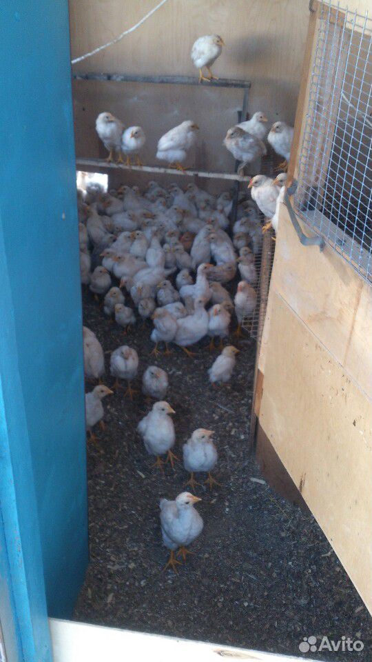 Цыплята1,5 месячные подрощенные купить на Зозу.ру - фотография № 2