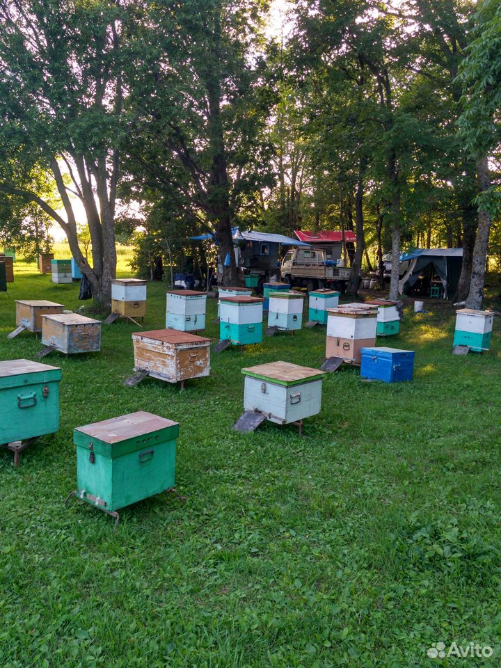 Пчелосемьи и тара купить на Зозу.ру - фотография № 1