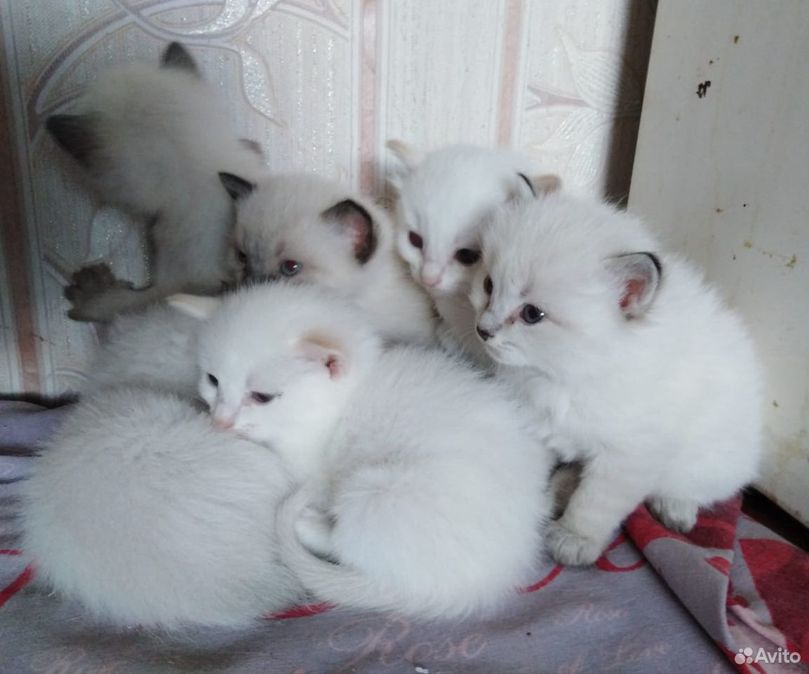 Отдам 7 котят в добрые руки купить на Зозу.ру - фотография № 4