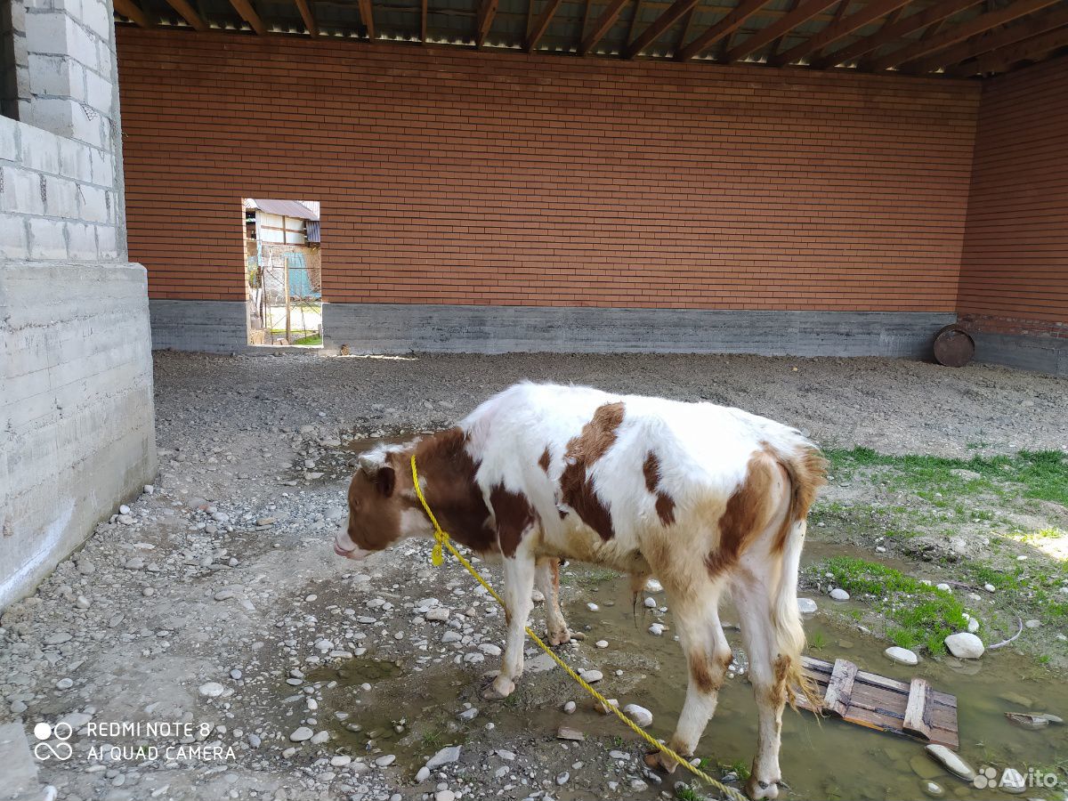 Бычок, тёлка, корова купить на Зозу.ру - фотография № 2