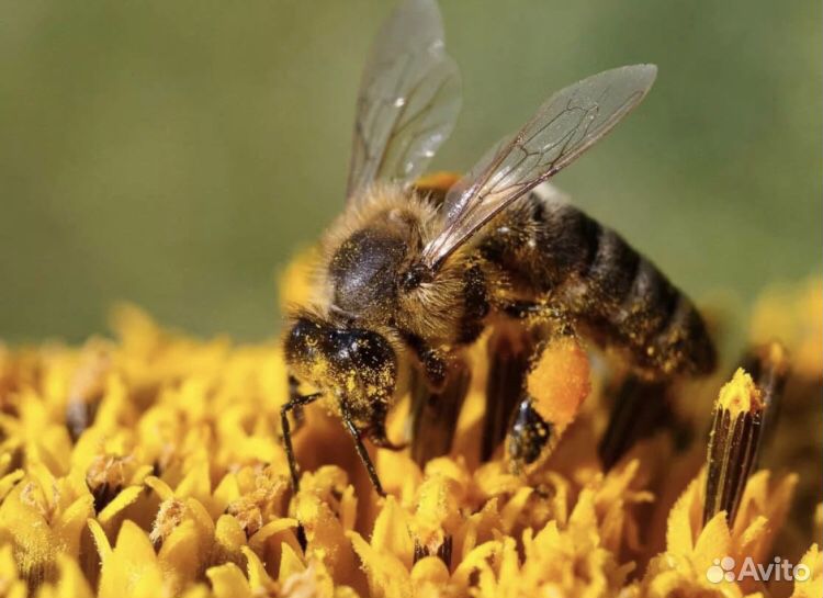 Продам пчелосемьи и/или пчелопакеты купить на Зозу.ру - фотография № 1