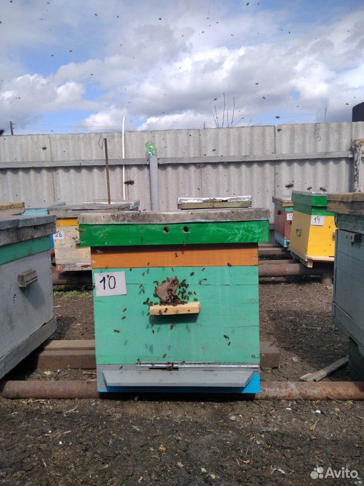Продаются пчелосемьи. Зимовка прошла успешно. Семь купить на Зозу.ру - фотография № 2