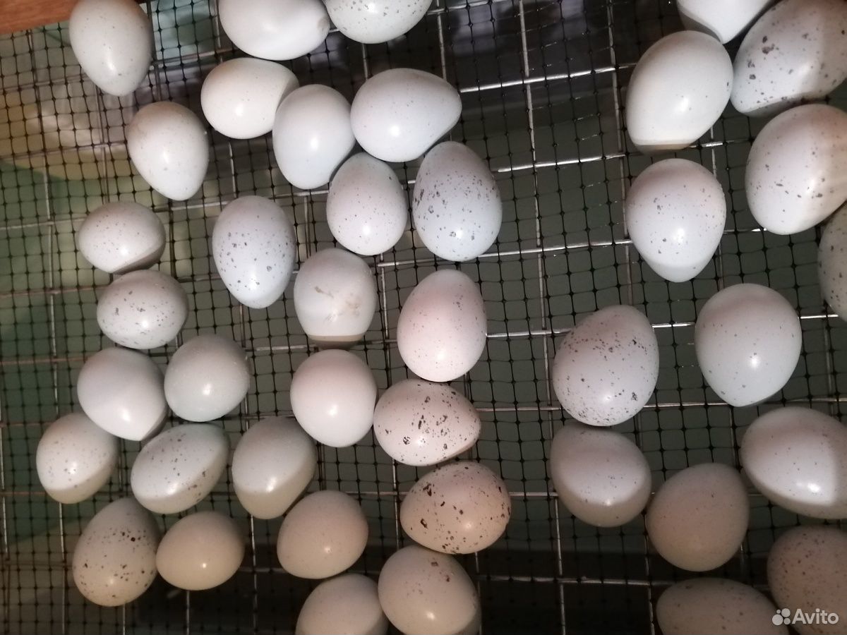 Селадон инкубационное яйцо купить на Зозу.ру - фотография № 2