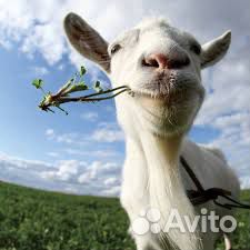 Козочка от высокоудойной козы купить на Зозу.ру - фотография № 1