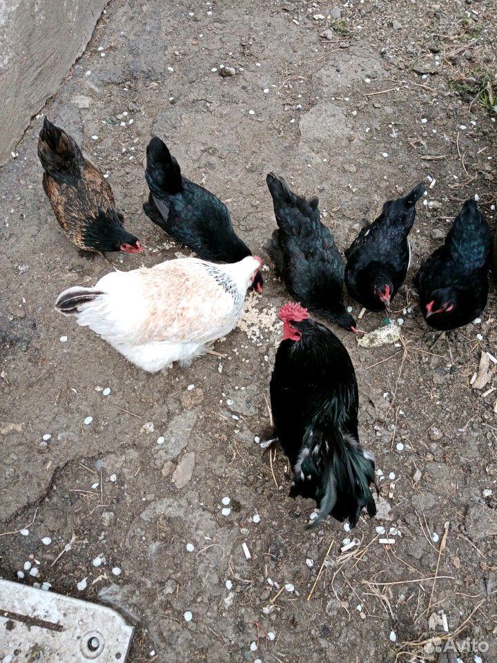 Квочка с цыплятами купить на Зозу.ру - фотография № 8