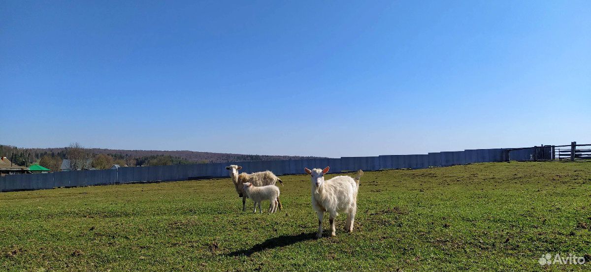Овцы, козы с козлятами купить на Зозу.ру - фотография № 1