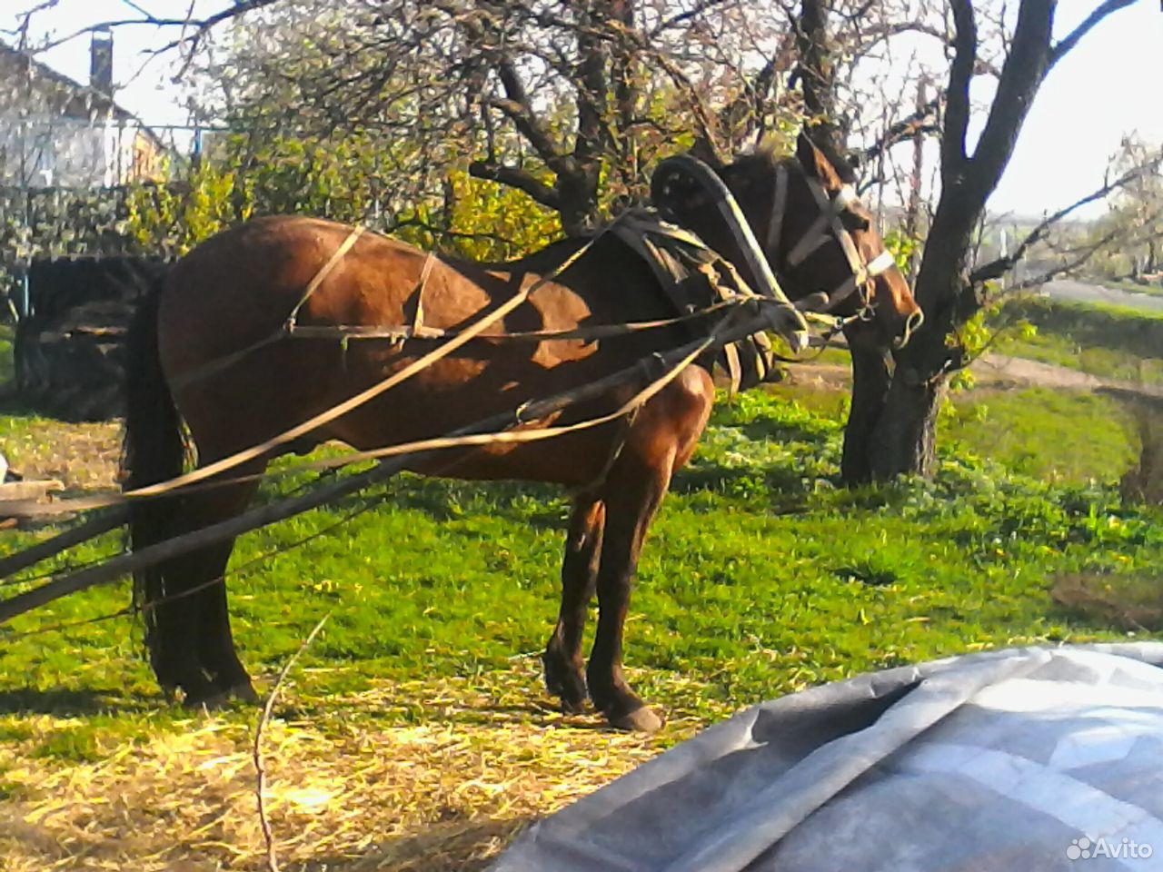 Продам рабочего коня купить на Зозу.ру - фотография № 3