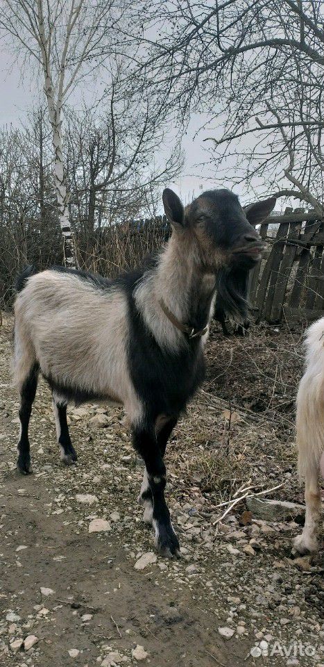 Продаются козлята,годовалый племенной козел,годова купить на Зозу.ру - фотография № 10