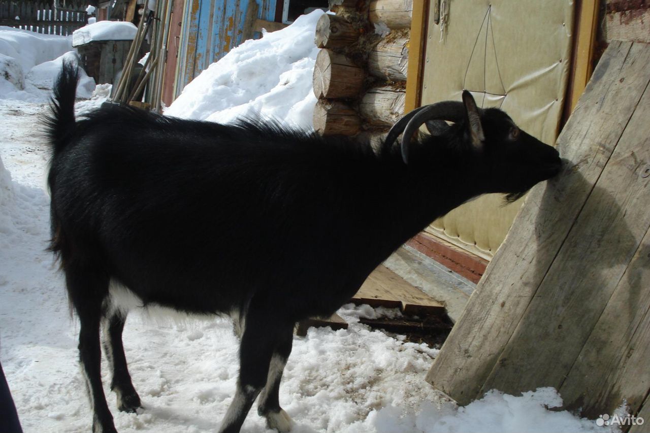 Продаю козлят, дойных коз купить на Зозу.ру - фотография № 1