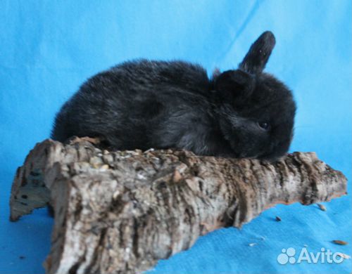 Карликовые крольчата Минилопы купить на Зозу.ру - фотография № 5