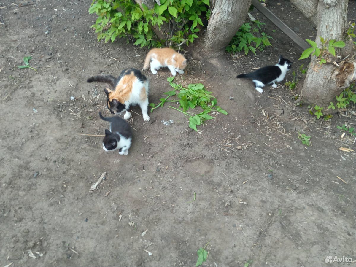 Котята,породистые наполовину купить на Зозу.ру - фотография № 1