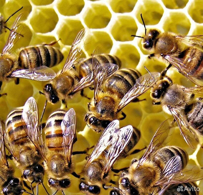 Продаю пчёл купить на Зозу.ру - фотография № 1