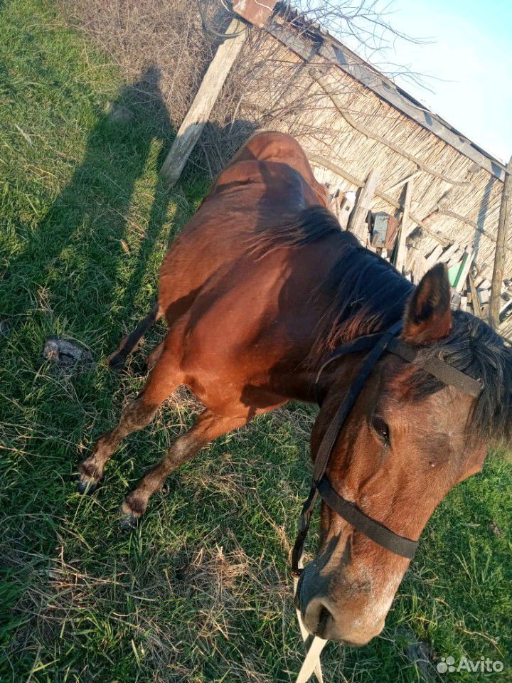 Лошадь с жеребенком купить на Зозу.ру - фотография № 2