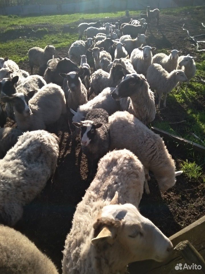 Овцы бараны ягнята купить на Зозу.ру - фотография № 4