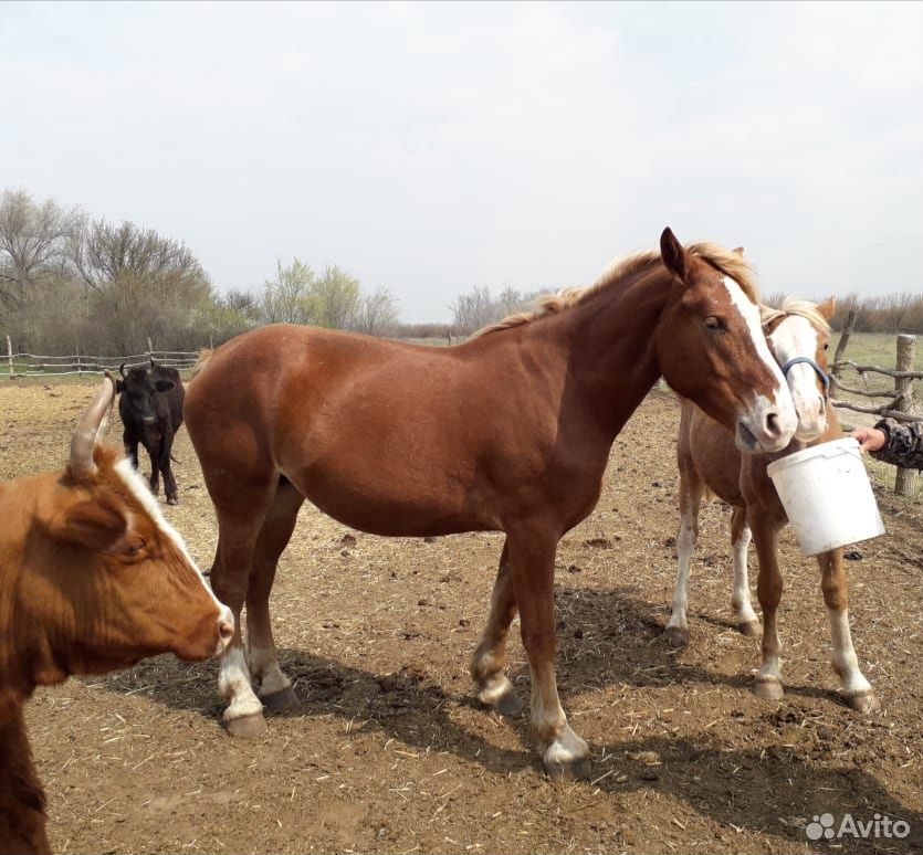 Лошади и коровы Колмыцкой породы купить на Зозу.ру - фотография № 2
