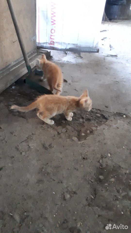 Два котика купить на Зозу.ру - фотография № 2