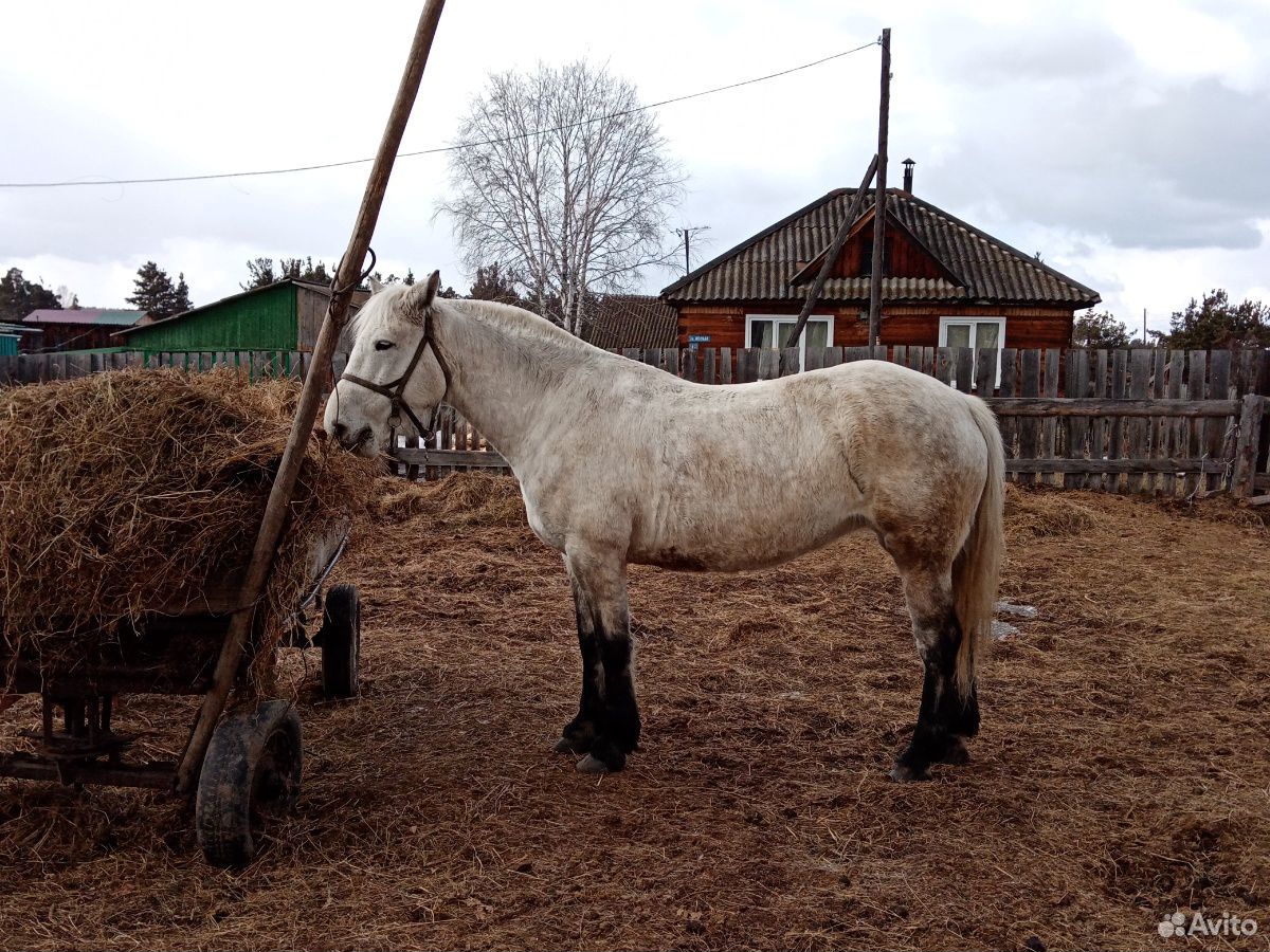 Лошадь кобыла полукровка 6лет идёт переступью купить на Зозу.ру - фотография № 3