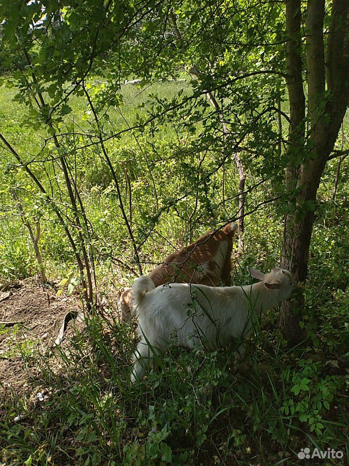 Коза, козлята купить на Зозу.ру - фотография № 2