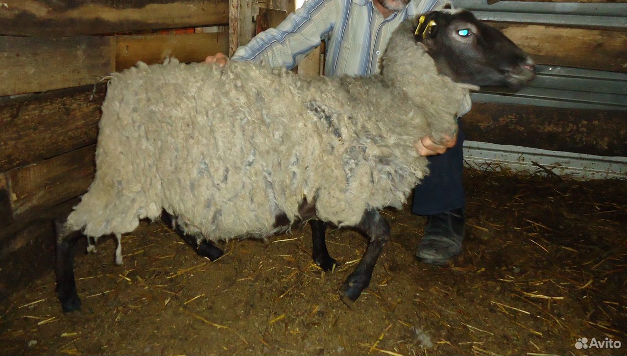 Романовские овцы и молодняк купить на Зозу.ру - фотография № 3