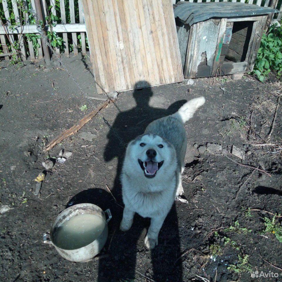 Собака хаска купить на Зозу.ру - фотография № 2
