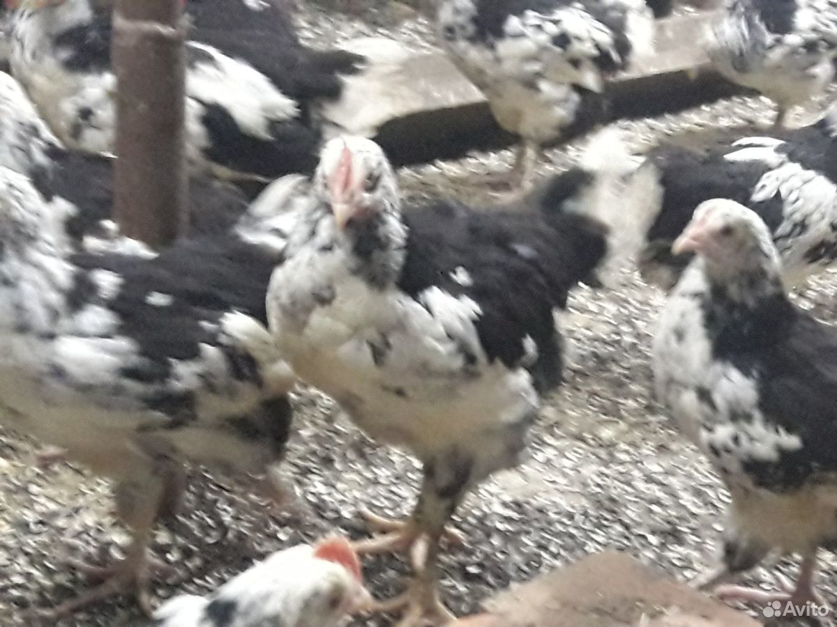 Подросшие цыплята купить на Зозу.ру - фотография № 4