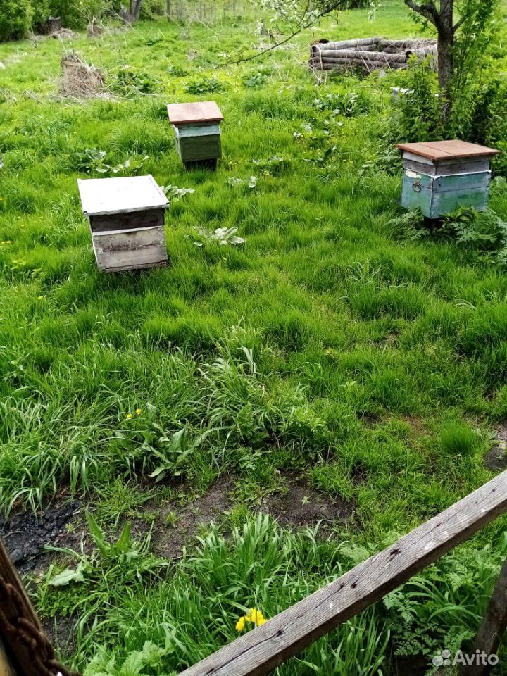 Продаются пчелосемьи 10штук купить на Зозу.ру - фотография № 3
