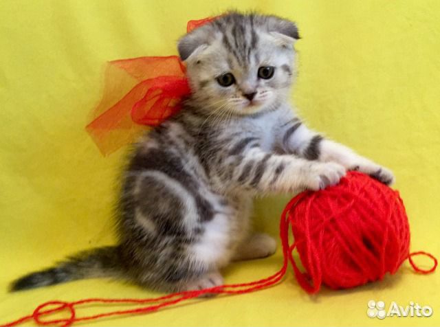 Милые вислоухие котята, ласковые купить на Зозу.ру - фотография № 1