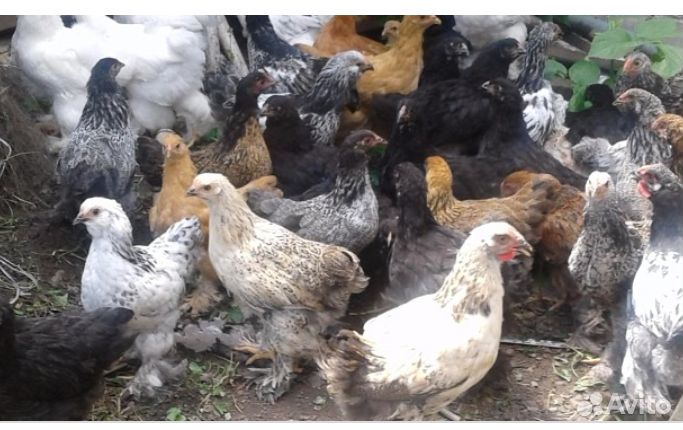 Цыплята 2.5 мес купить на Зозу.ру - фотография № 1
