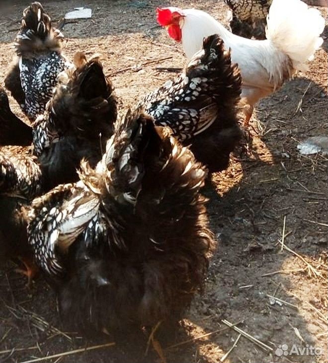 Цыплята несушки разных пород купить на Зозу.ру - фотография № 2