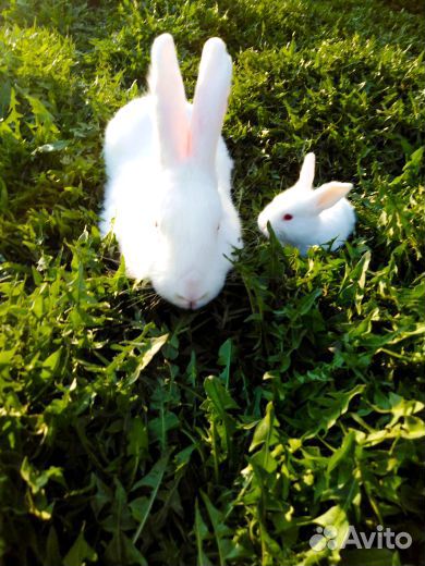 Кролики. Белый Панон купить на Зозу.ру - фотография № 2