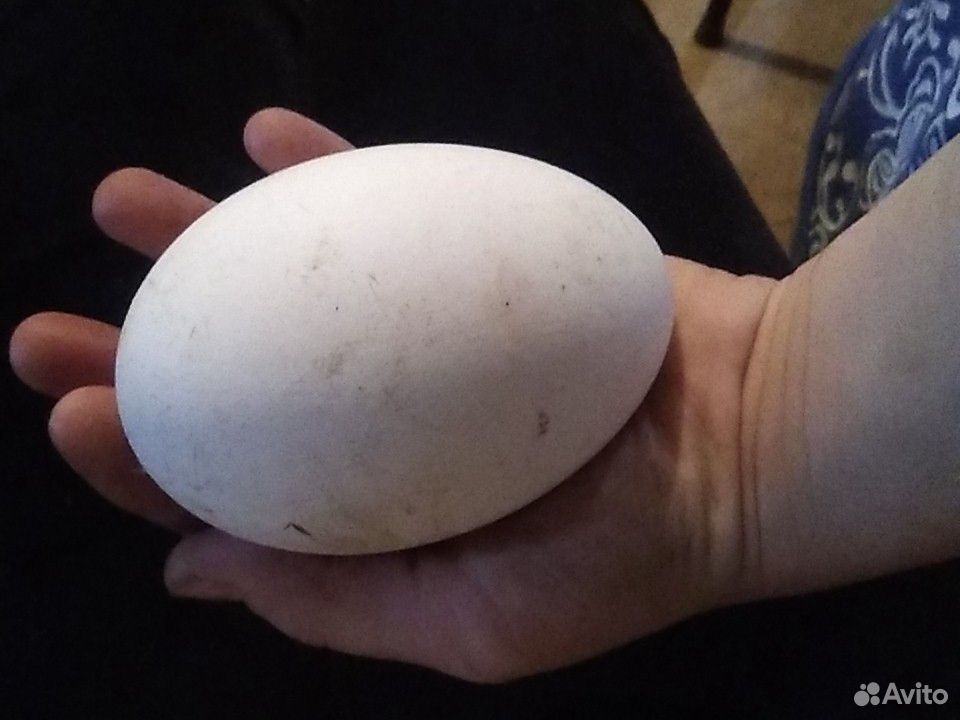Яйцо гусиное, индюшиное и гусята купить на Зозу.ру - фотография № 1