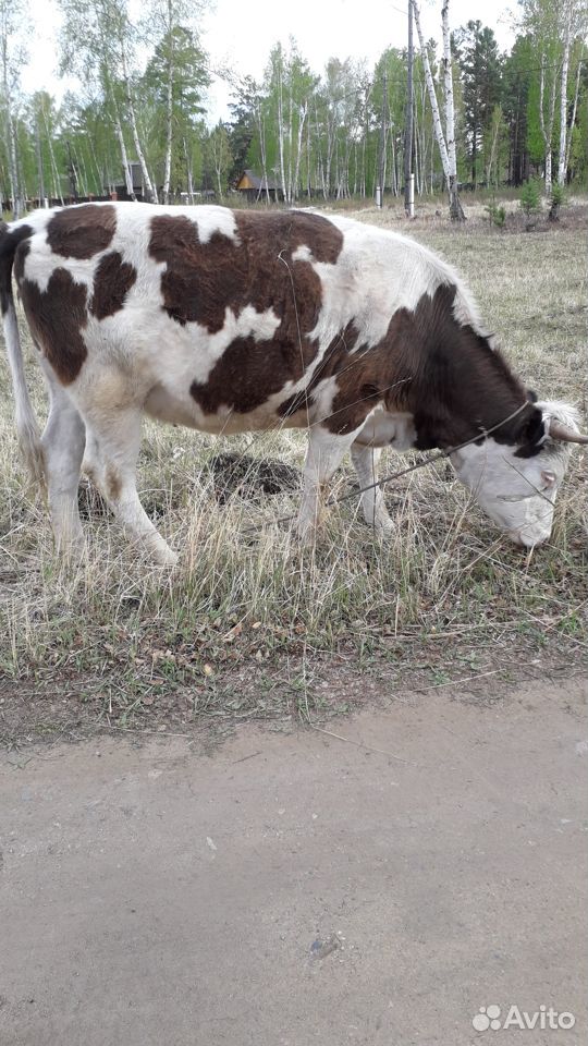 Продам коров купить на Зозу.ру - фотография № 3