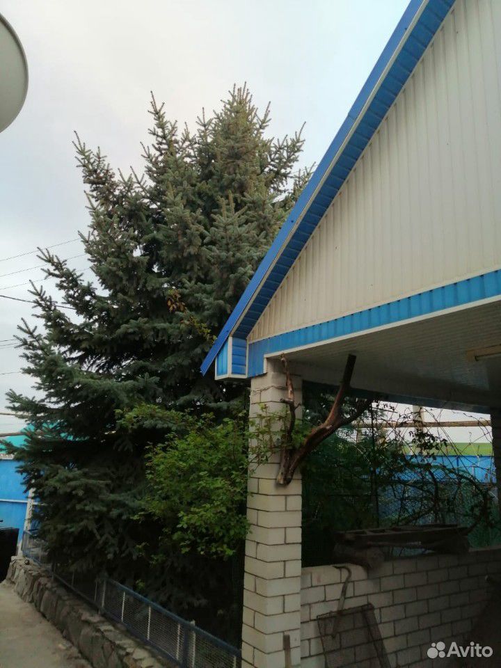 Голубая ель купить на Зозу.ру - фотография № 4