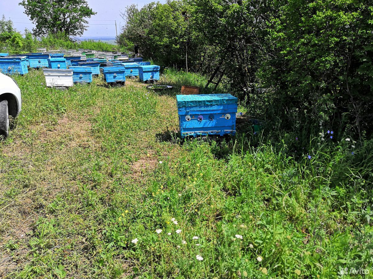 Пчеловодство купить на Зозу.ру - фотография № 2