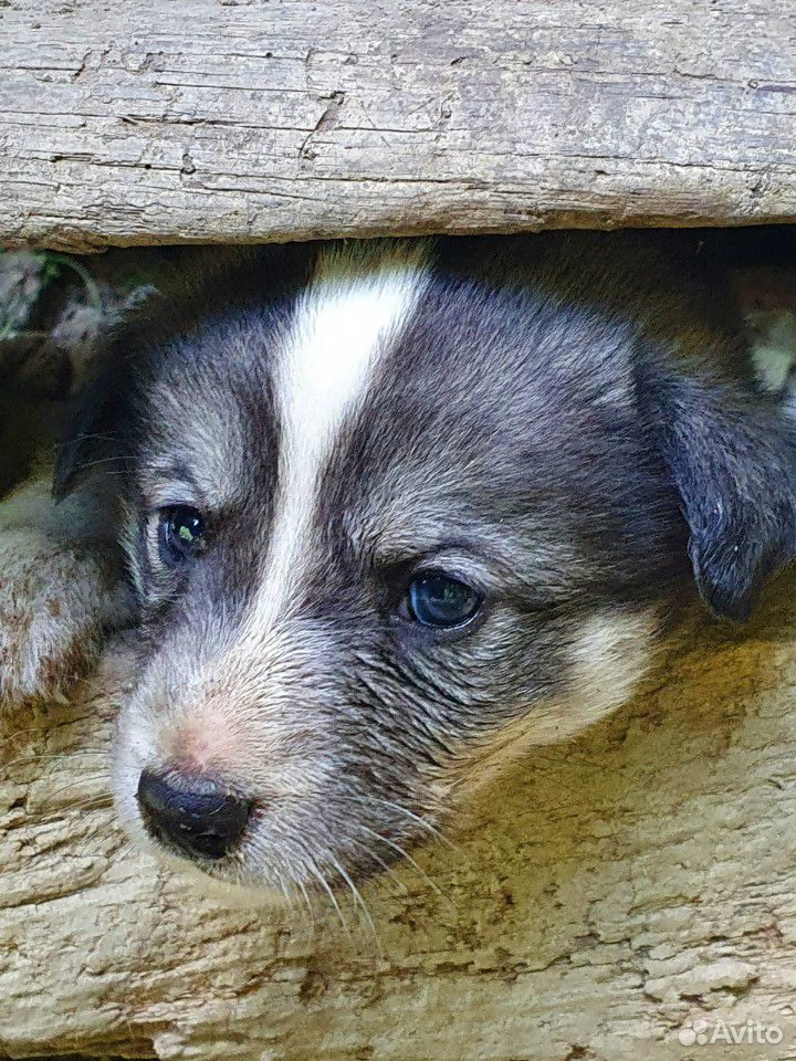 Маленькие щенята,нуждаются в хозяевах,не проходите купить на Зозу.ру - фотография № 9