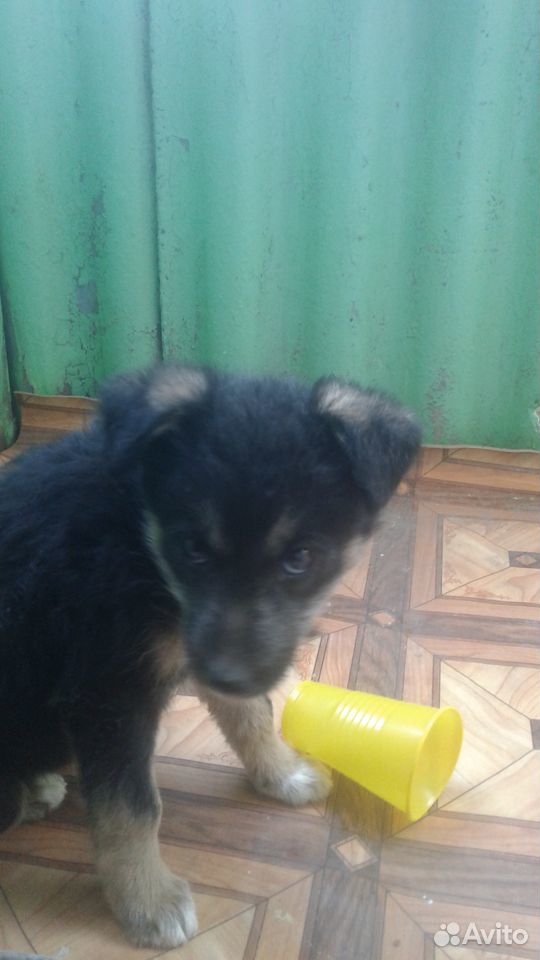 Потерянный щенок купить на Зозу.ру - фотография № 2