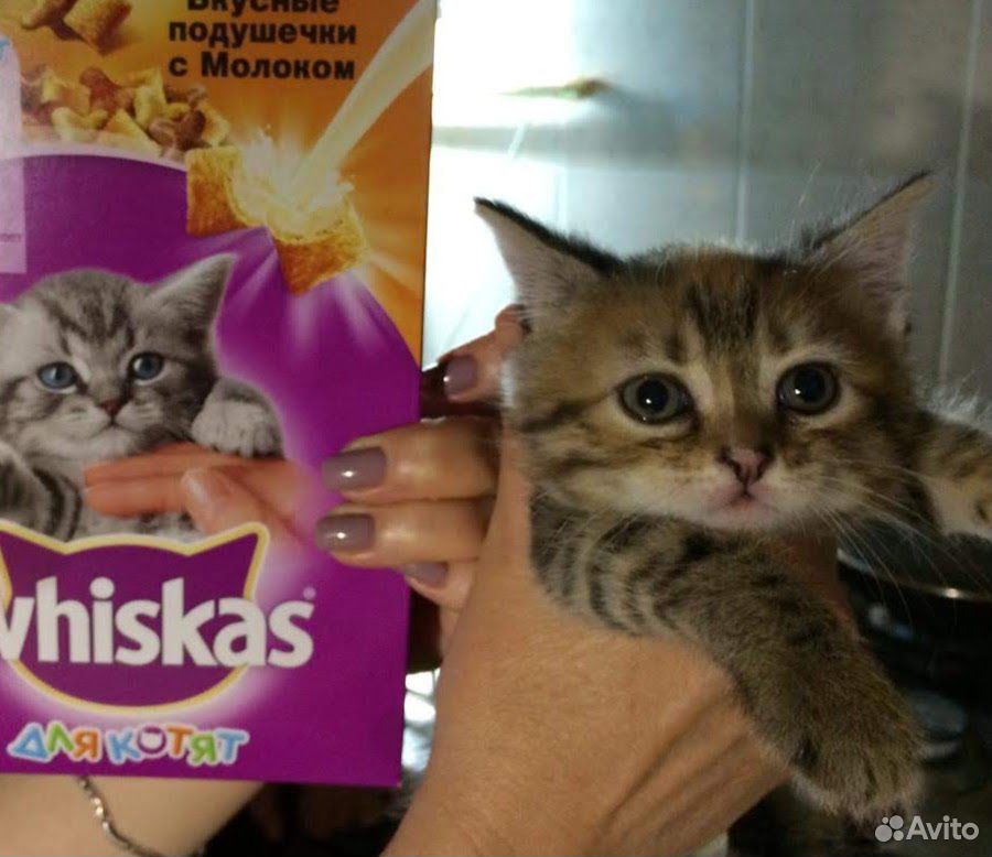 Котенок в заботлтвые руки купить на Зозу.ру - фотография № 1