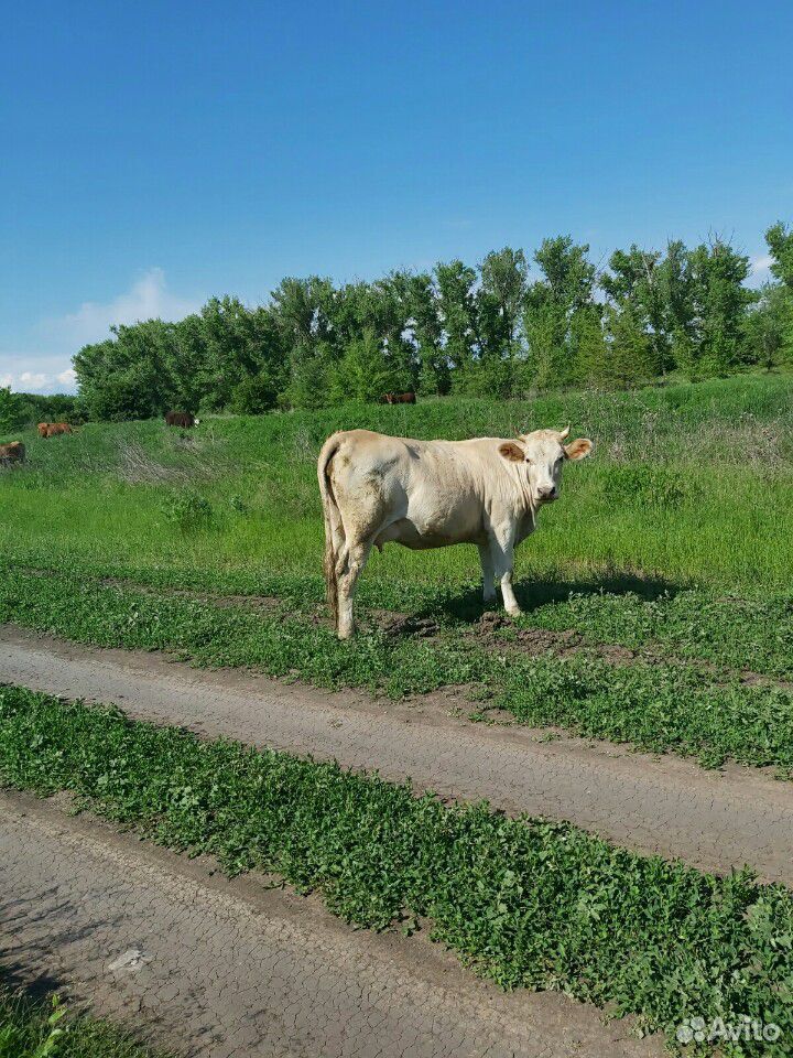 Коровы дойные купить на Зозу.ру - фотография № 8