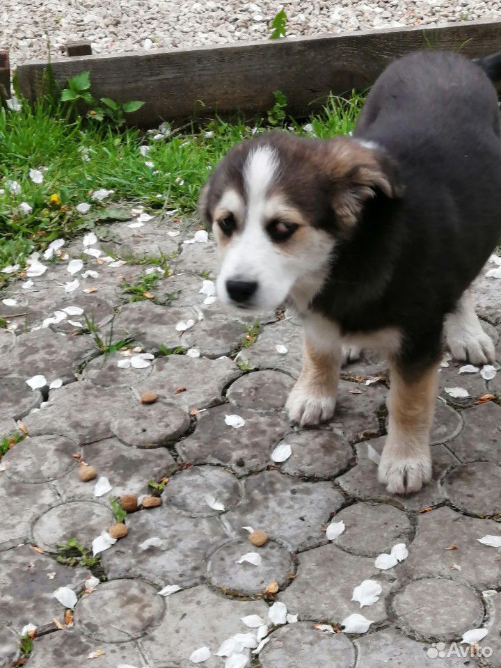 Замечательная собака купить на Зозу.ру - фотография № 2