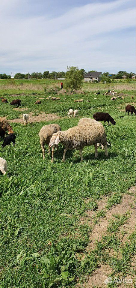 Мериноланд бараны и овцы купить на Зозу.ру - фотография № 2