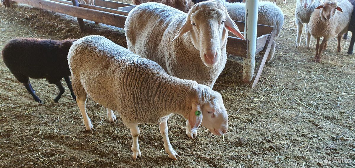 Мериноланд бараны и овцы купить на Зозу.ру - фотография № 9