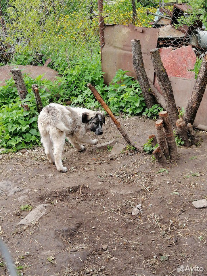 Собака/щенок 3 месяца купить на Зозу.ру - фотография № 1