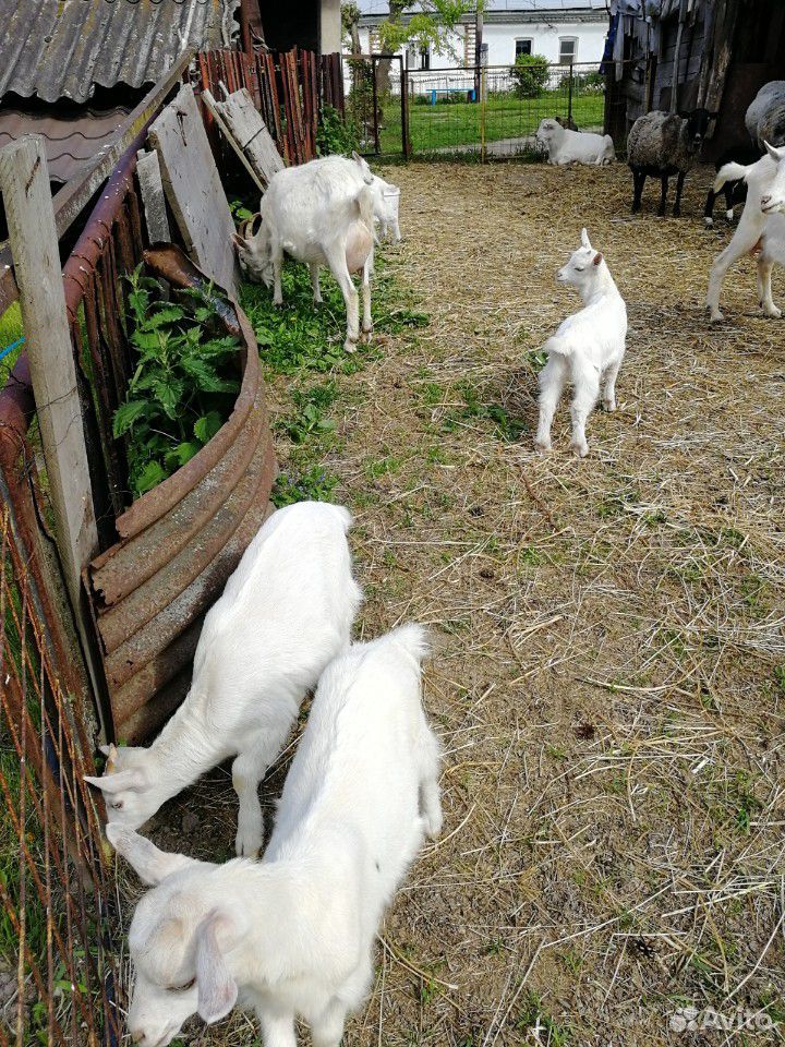 Коза с козлятами купить на Зозу.ру - фотография № 5