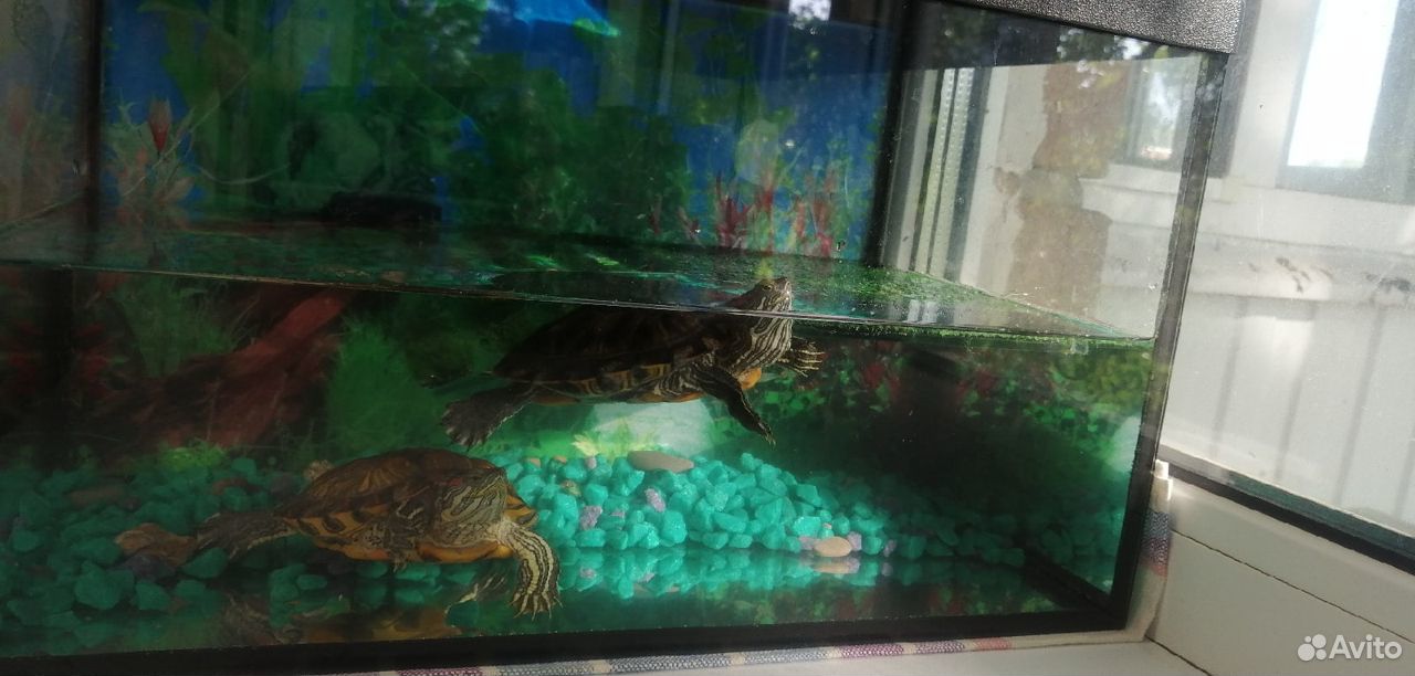 Аквариум с черепахами купить на Зозу.ру - фотография № 2